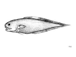 Image of Benthocometes