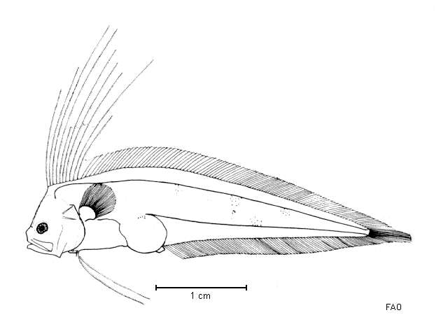 Image of Benthocometes