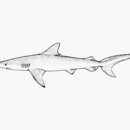 Image of Whitenose Shark