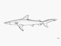 Image of Whitenose Shark