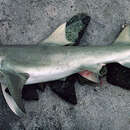 Image of Sharptooth Lemon Shark