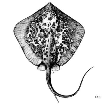 Image of Marbled Stingray