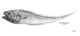Image of Lamprogrammus niger Alcock 1891