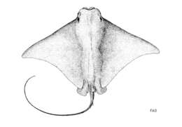 Sivun Rhinoptera marginata (Geoffroy Saint-Hilaire 1817) kuva