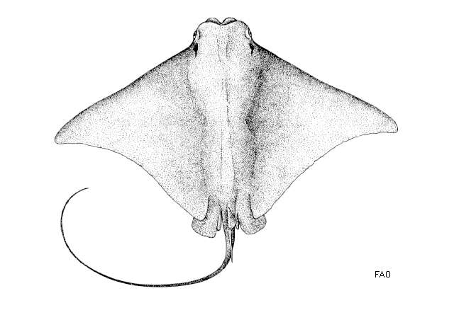 Sivun Rhinoptera marginata (Geoffroy Saint-Hilaire 1817) kuva