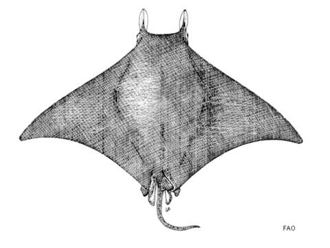 Image of Lesser Guinean devil ray