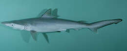 Image of Fish-shark