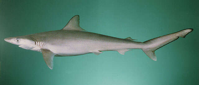 Image of Fish-shark