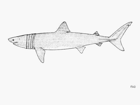 Image of Cetorhinus