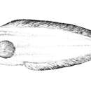 Image of Pelagic brotula