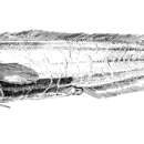 Image de Aphyonus gelatinosus Günther 1878