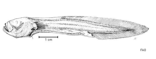 Image of Nybelinella