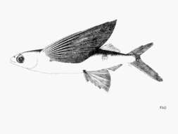 Image of Guinean flyingfish