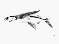 Image of Bennett's Flyingfish