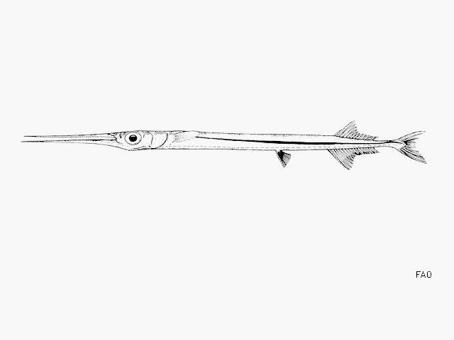 Image of Annobon keel tail needlefish