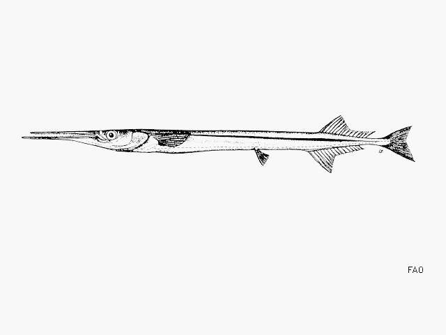 Image of Senegal needlefish