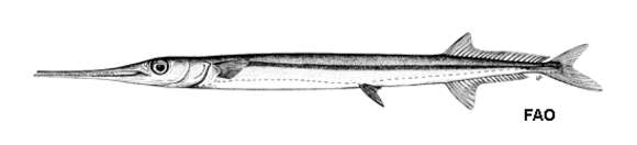 Image of Garfish