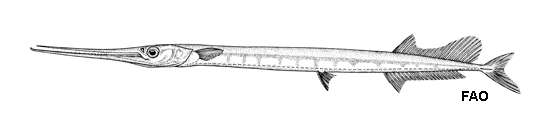 Image of Agujon needlefish