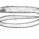 Image of Anarchias euryurus (Lea 1913)