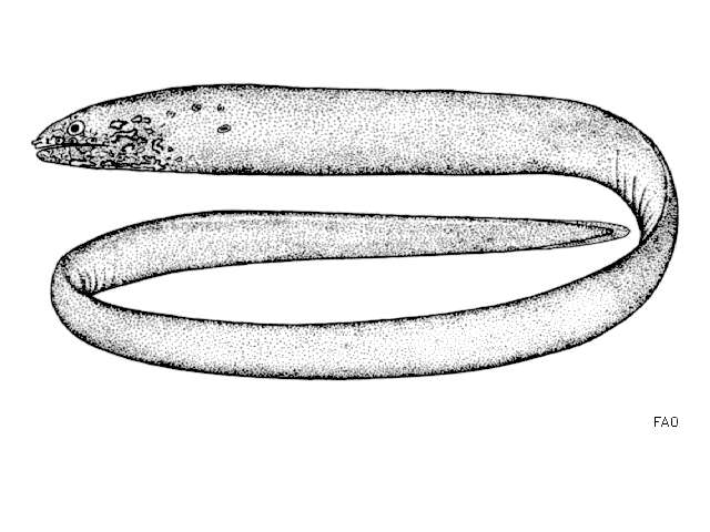 Image of Anarchias euryurus (Lea 1913)