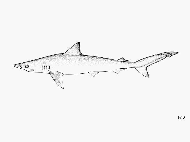 Image of Caribbean Sharpnose Shark