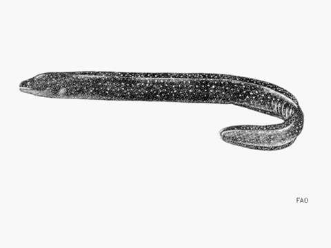 Image of Pebbletooth Moray