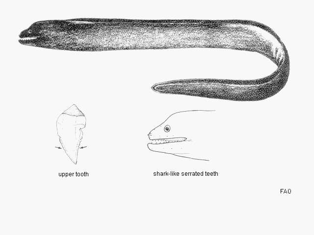 صورة Gymnothorax maderensis (Johnson 1862)