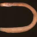 Image of Redface Eel
