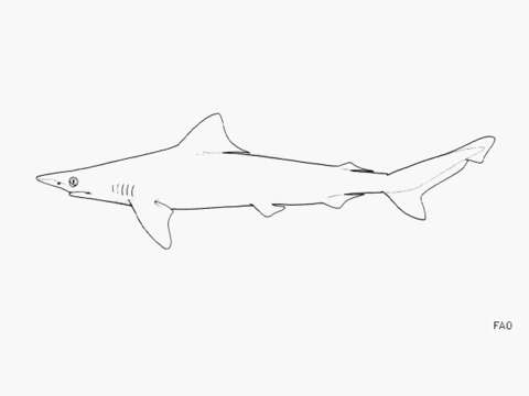 Image of Australian Sharpnose Shark