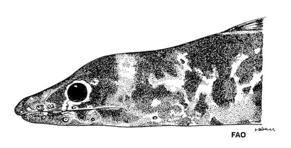 Image of Chlopsis
