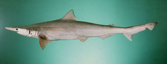Image of Spadenose Shark