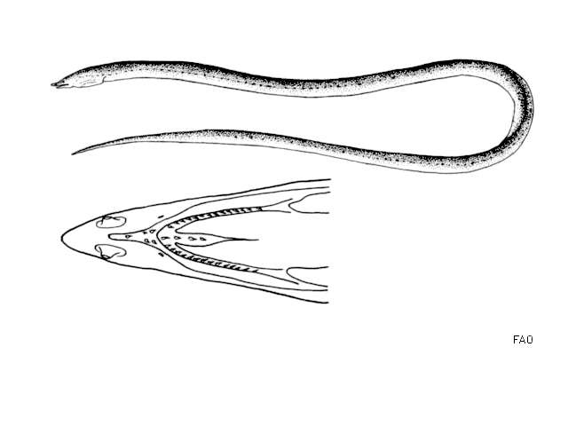 Image of Slender finless eel