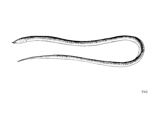Image of Slender finless eel