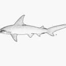 Image de Requin-marteau planeur