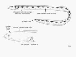 Image of Leopard Eel