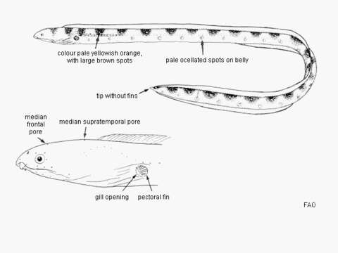 Image of Leopard Eel