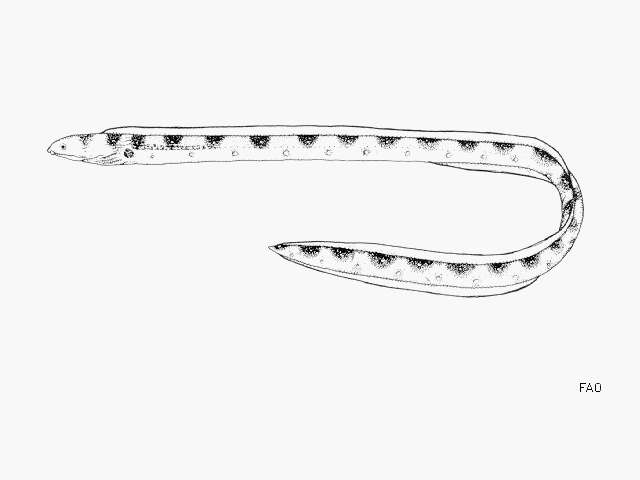 Image of Leopard Eel