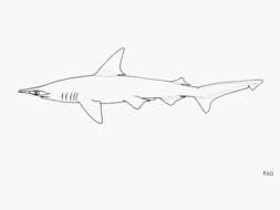 Image of Crown Shark