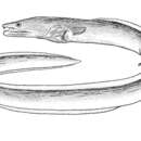 Image of Spoon-nose eel