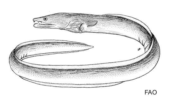 Image of Mystriophis