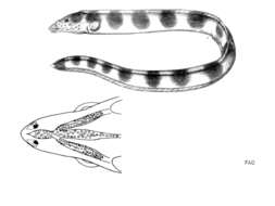 Image of Saddled Snake Eel
