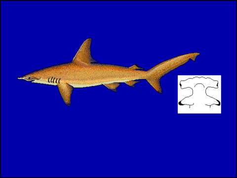 Image of Scalloped Hammerhead