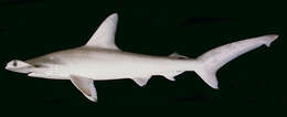 Image of Scalloped Hammerhead