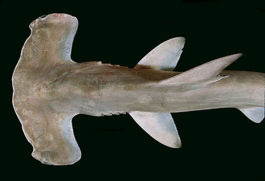 Image of Scalloped Hammerhead