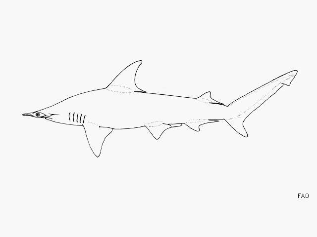 Image of Scoophead Shark