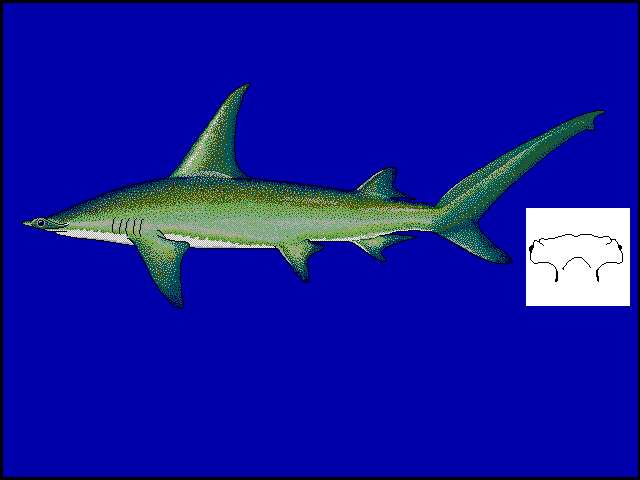 Image of Great Hammerhead