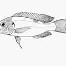 Image of Xenochromis hecqui Boulenger 1899