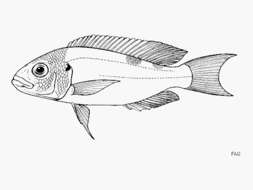 Image of Xenochromis