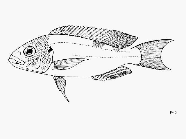 Image of Xenochromis hecqui Boulenger 1899