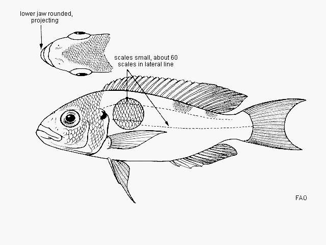 Слика од Xenochromis hecqui Boulenger 1899